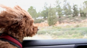 Dog leaning out of moving car window